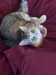 Lost Female Cat last seen E79th and Evander, Anchorage, AK 99507