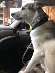 Reunited Male Dog last seen Carterville Road, Orem, UT 84097