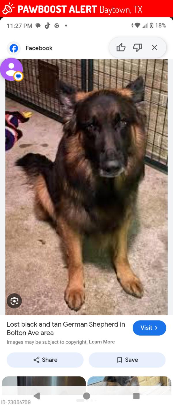 Lost Male Dog last seen Thompson and i10, Baytown, TX 77522