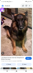 Lost Male Dog last seen Thompson and i10, Baytown, TX 77522