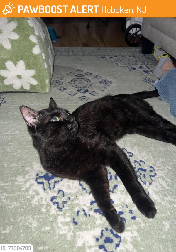 Found/Stray Male Cat last seen At the basketball courts in Church Square Park, Hoboken, NJ 07030