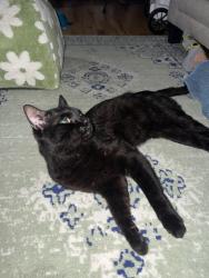 Found/Stray Male Cat last seen At the basketball courts in Church Square Park, Hoboken, NJ 07030
