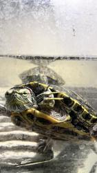 Lost Male Reptile last seen Near 10th Ave, San Luis, AZ 85349., San Luis, AZ 85349