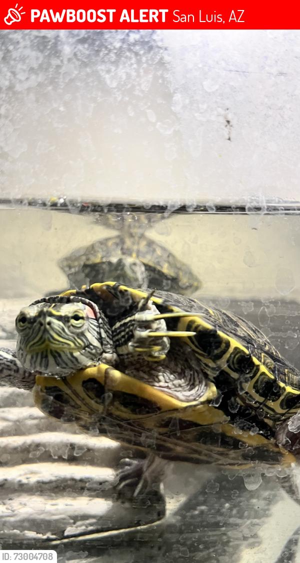 Lost Male Reptile last seen Near 10th Ave, San Luis, AZ 85349., San Luis, AZ 85349