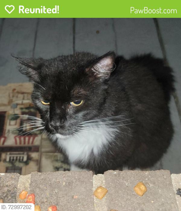 Reunited Unknown Cat last seen Crenshaw Dr. Hope Mills, Hope Mills, NC 28348
