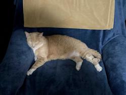 Lost Male Cat last seen 93rd and Metcalf, Overland Park, KS 66212