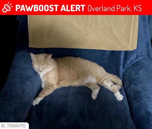 Lost Male Cat last seen 93rd and Metcalf, Overland Park, KS 66212
