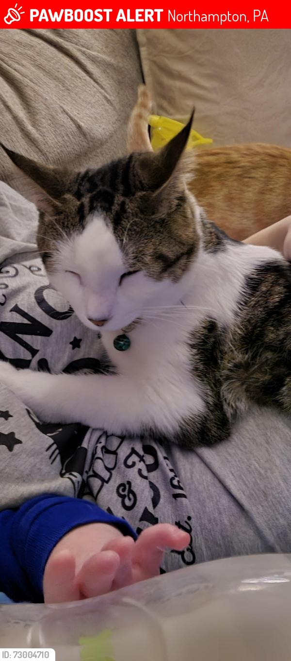 Lost Male Cat last seen Stewart St and C St , Northampton, PA 18067