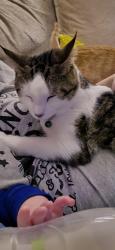 Lost Male Cat last seen Stewart St and C St , Northampton, PA 18067