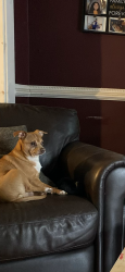 Reunited Male Dog last seen Wilcox & Ross St, Joliet, IL 60435