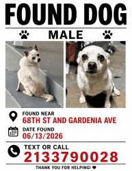 Found/Stray Male Dog last seen 68th st and Gardenia Ave, Long Beach, CA 90805