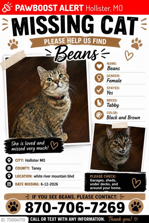Lost Female Cat last seen White River mountain blvd, Hollister, MO 65672