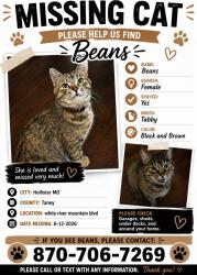 Lost Female Cat last seen White River mountain blvd, Hollister, MO 65672
