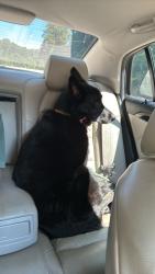 Lost Female Dog last seen 7brew, Salem, VA 24153