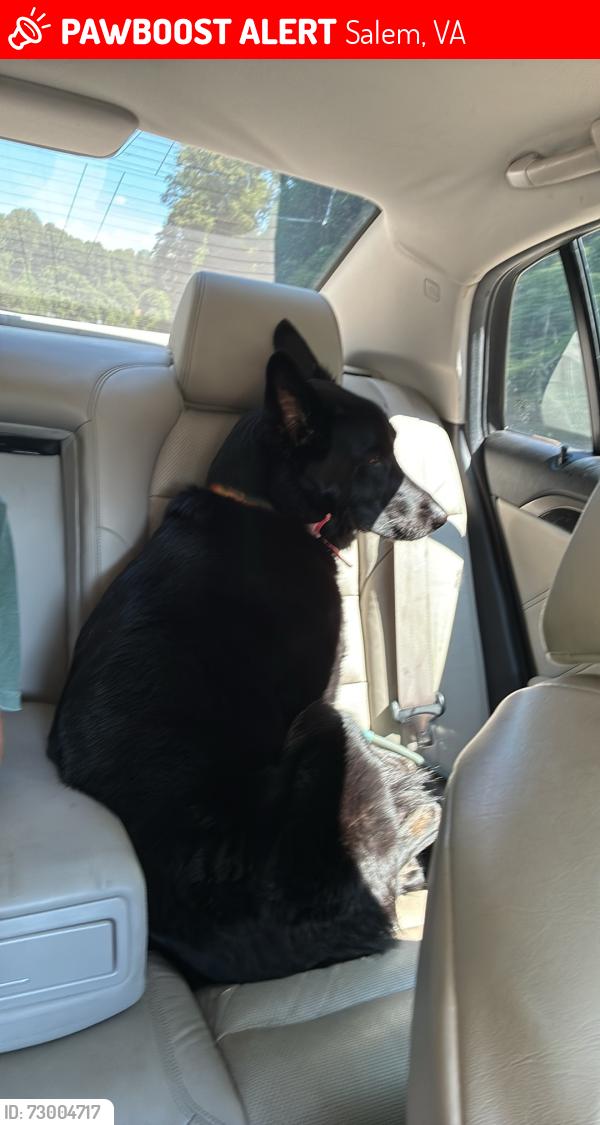 Lost Female Dog last seen 7brew, Salem, VA 24153