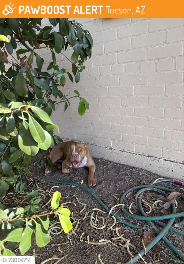 Found/Stray Male Dog last seen 29th & Wilmot , Tucson, AZ 85710