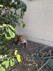 Found/Stray Male Dog last seen 29th & Wilmot , Tucson, AZ 85710