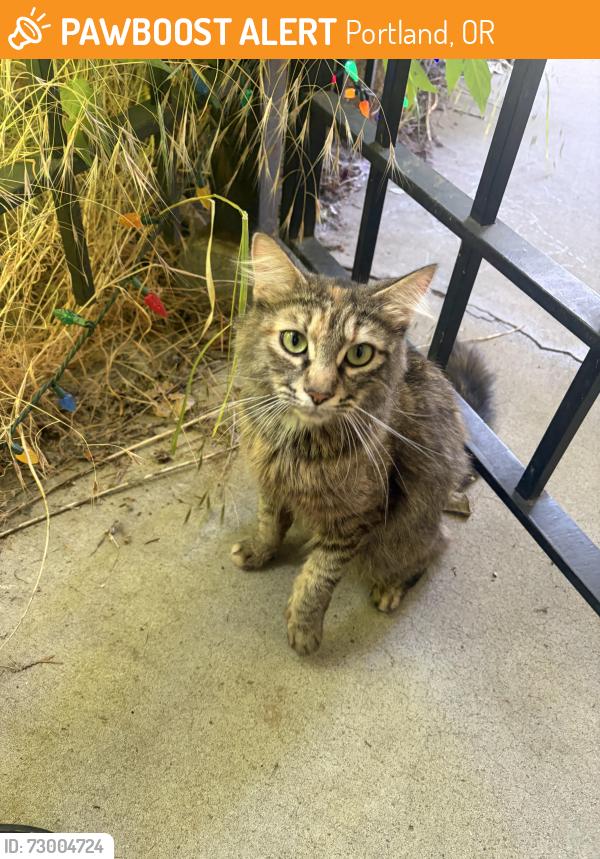 Found/Stray Female Cat last seen Parklane Park, Portland, OR 97233