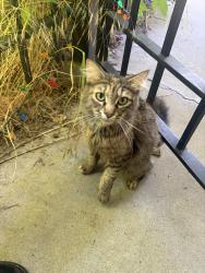 Found/Stray Female Cat last seen Parklane Park, Portland, OR 97233