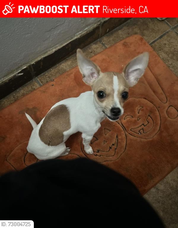 Lost Female Dog last seen Avalon st, Riverside, CA 92509