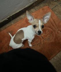 Lost Female Dog last seen Avalon st, Riverside, CA 92509