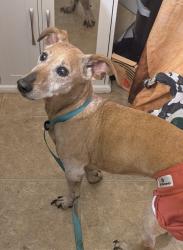 Reunited Unknown Dog last seen SE 122nd & Powell, Portland, OR 97236