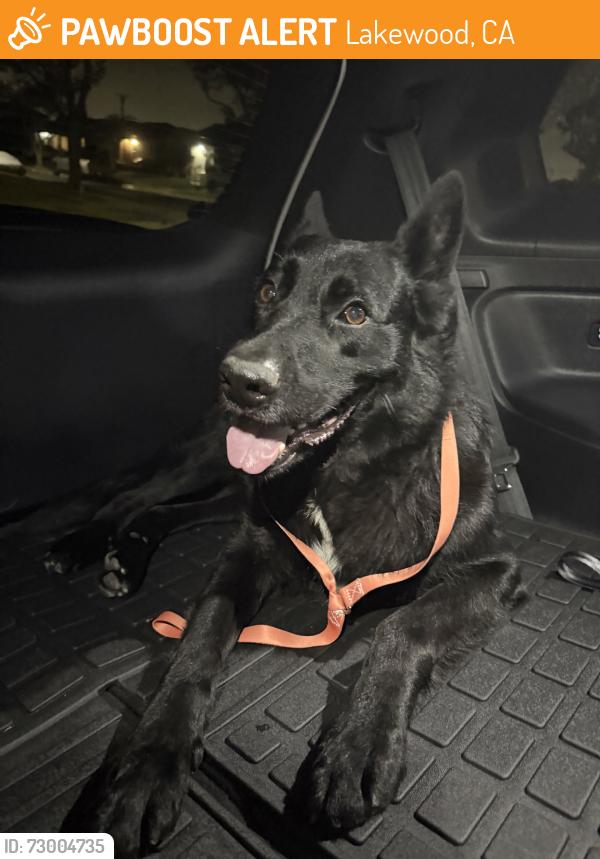 Found/Stray Male Dog last seen Studebaker and Del Amo, Lakewood, CA 90714