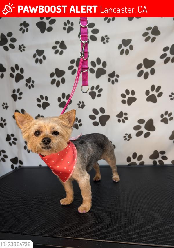 Lost Female Dog last seen J8 and 21st st west, Lancaster, CA 93536