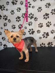 Lost Female Dog last seen J8 and 21st st west, Lancaster, CA 93536