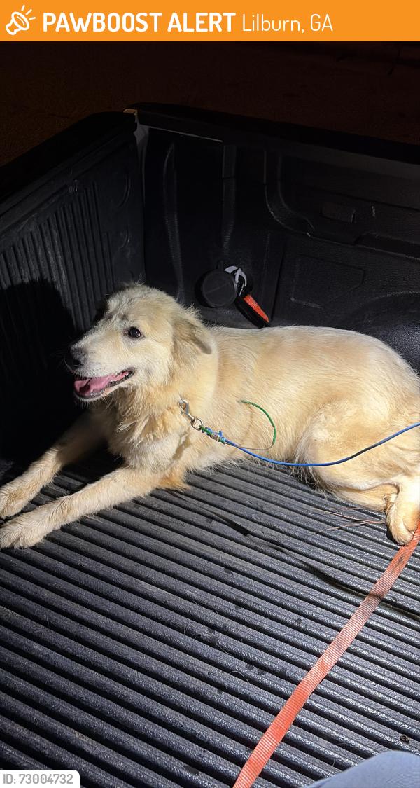 Found/Stray Female Dog last seen Lawrenceville Hwy, Lilburn, GA 30093