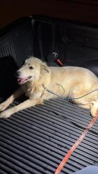 Found/Stray Female Dog last seen Lawrenceville Hwy, Lilburn, GA 30093