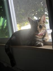 Reunited Female Cat last seen Cherryland, CA 94541, USA, Cherryland, CA 94541