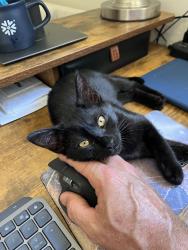 Lost Male Cat last seen merced drive and arena drive, Davis, CA 95618