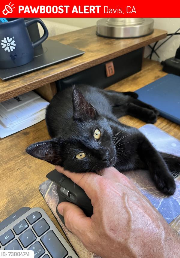 Lost Male Cat last seen merced drive and arena drive, Davis, CA 95618