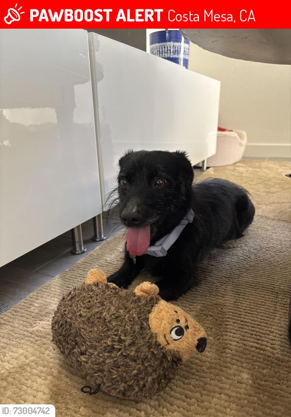 Lost Male Dog last seen Near Anaheim Ave, Costa Mesa, CA 92627, Costa Mesa, CA 92627
