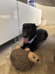 Lost Male Dog last seen Near Anaheim Ave, Costa Mesa, CA 92627, Costa Mesa, CA 92627