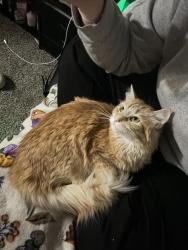 Lost Female Cat last seen E Minnesota St, Rapid City, SD 57703