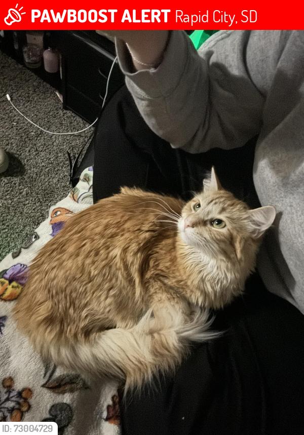 Lost Female Cat last seen E Minnesota St, Rapid City, SD 57703