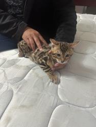 Lost Male Cat last seen Parc de Beausejour by the hosp Albert Prevost (1km away), Montréal, QC H4K 2M5