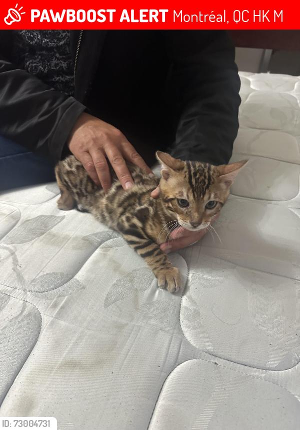 Lost Male Cat last seen Parc de Beausejour by the hosp Albert Prevost (1km away), Montréal, QC H4K 2M5