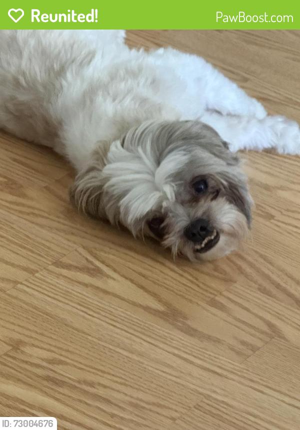 Reunited Male Dog last seen Augusta drive , Murrieta, CA 92563