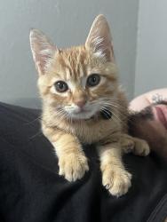 Reunited Male Cat last seen Cherryland, CA 94541, USA, Cherryland, CA 94541