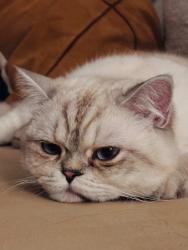 Lost Male Cat last seen Bear creek prkwy, Euless, TX 76039