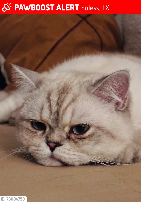 Lost Male Cat last seen Bear creek prkwy, Euless, TX 76039