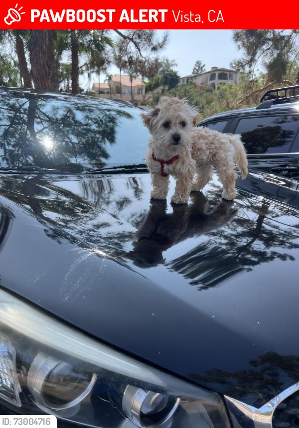 Lost Male Dog last seen W Los Angeles Drive, W California Avenue, Franks Mexican Grill, 7-11, Vista, CA 92083