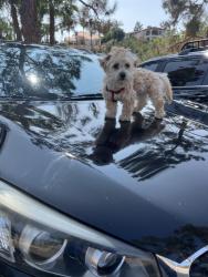 Lost Male Dog last seen W Los Angeles Drive, W California Avenue, Franks Mexican Grill, 7-11, Vista, CA 92083
