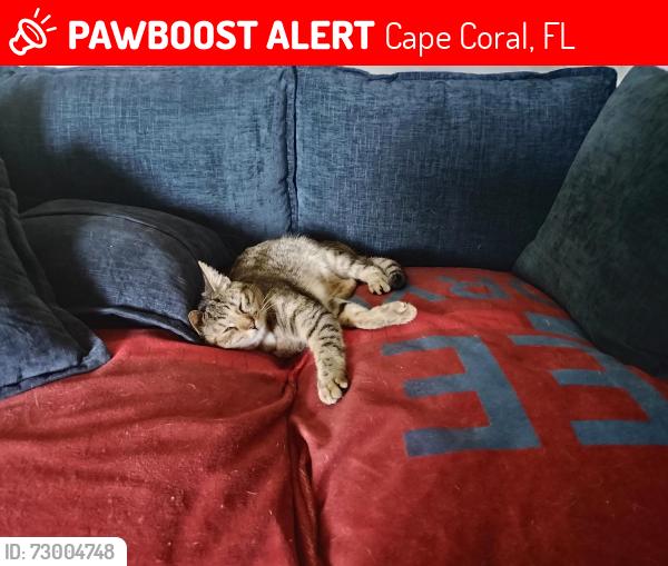 Lost Female Cat last seen Chiquita and Trafalgar , Cape Coral, FL 33991