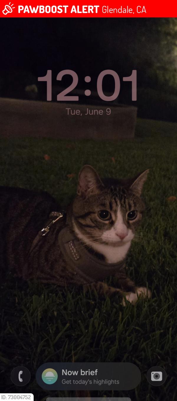 Lost Male Cat last seen Near e Wilson ave, Glendale, CA 91206