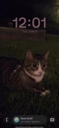 Lost Male Cat last seen Near e Wilson ave, Glendale, CA 91206