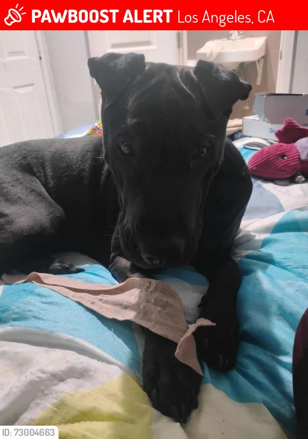 Lost Female Dog last seen Washington Blvd and Vineyard St., Los Angeles, CA 90034